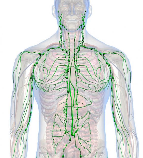 Układ Limfatyczny Vns Pl
